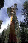 Grant Tree